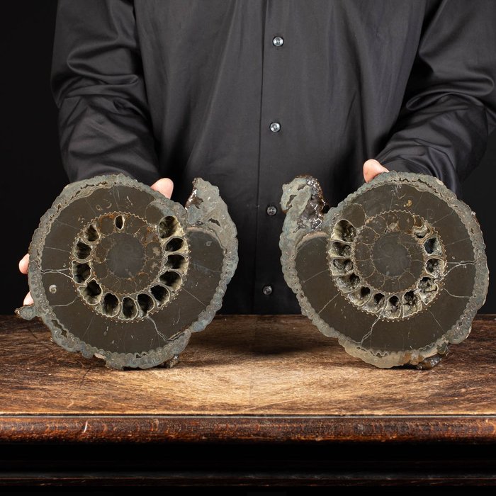 Ammonit - Sektioneret par - Speetoniceras versicolor - 24 cm