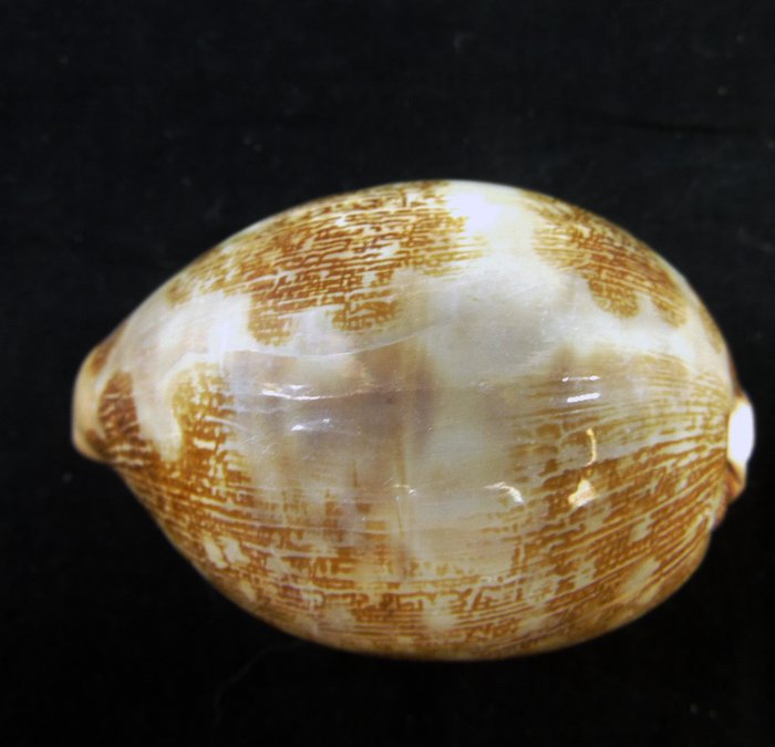 Cowrie Sea Slug ┼ FREAK ┼ - Cypraea Mappa - 80×45×45 mm