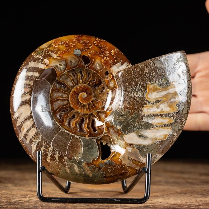Ammonit – aragonit és kalcit - Fosszilis töredék - Aioloceras (Cleoniceras) sp. - 15 cm - 12 cm