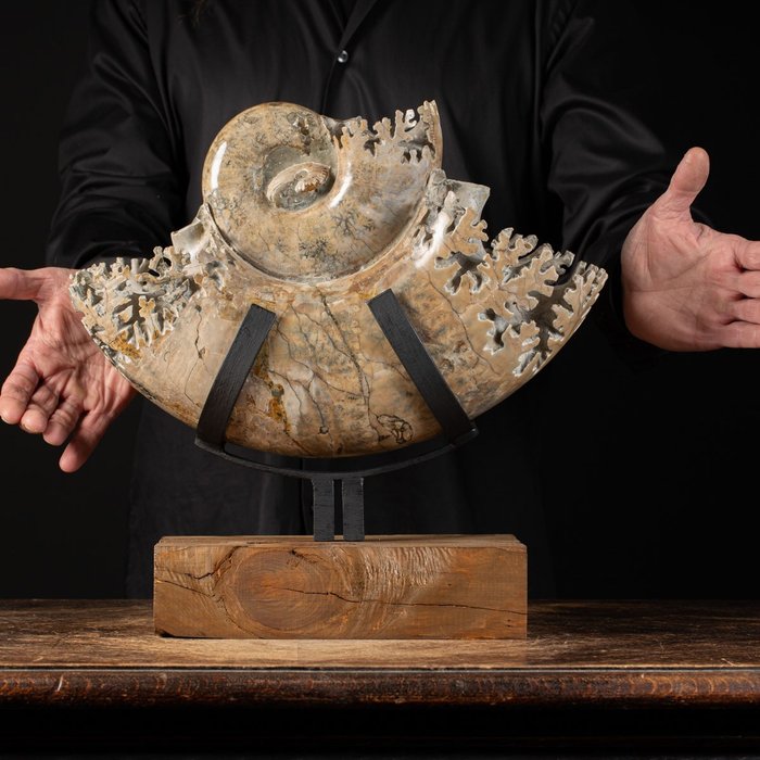 Magnifique ammonite fossile - Sur la base de conception - 390×387×155 mm