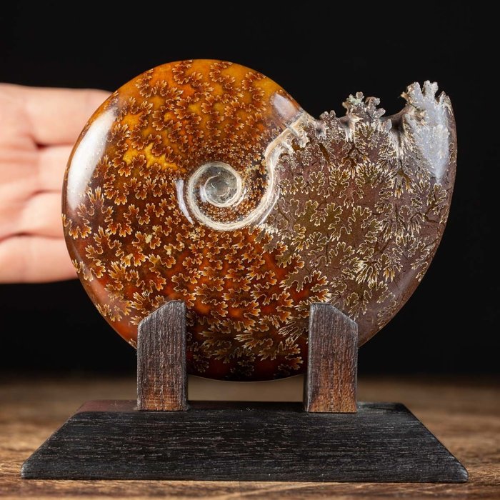 Ammonite on Artisanal Wood Base - Animale fossilizzato - Aioloceras (Cleoniceras) sp. - 13 cm - 12.5 cm