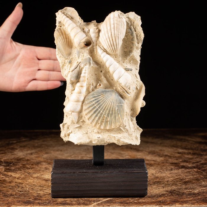 Fossiele schelpen in de matrix - Fossiel fragment - Pecten & Turritella - 26 cm - 13 cm