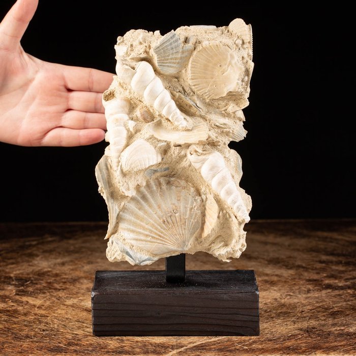 Conchiglie Fossili In Matrice - Pecten E Turritelle - 247×120×50 mm
