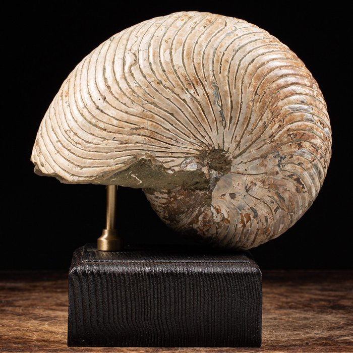 Nautilus på kunstnerisk håndlavet base - træ og messing - Fossilt fragment - Cymatoceras sp. - 24 cm - 22 cm