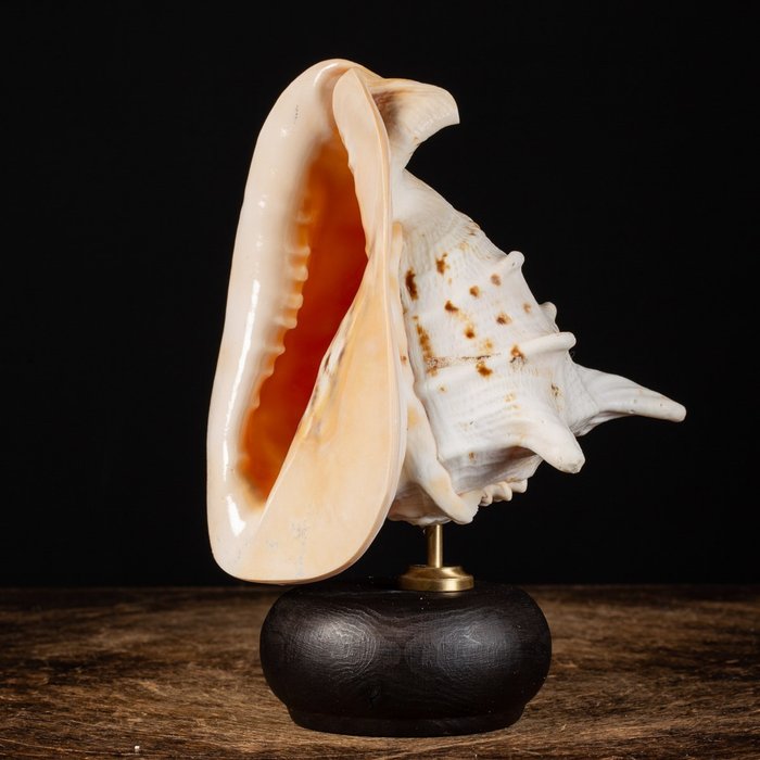 Conchiglia marina - Cassis Cornuta - 250×192×168 mm