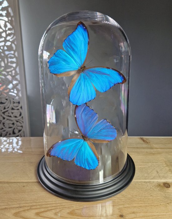 Farfalla Cupola con 2 farfalle blu - Morpho Didius - 32×20×20 cm