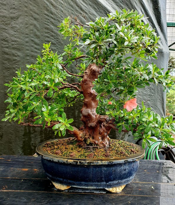 Azalea bonsai (Rhododendron) - 60×60 cm - Japan - Catawiki