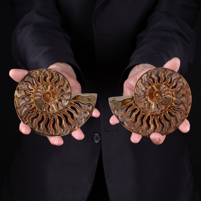 Ammonit - Tierfossil - Aioloceras (Cleoniceras) sp. - 17.5 cm