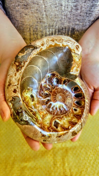 Massiccio - Ammonite - Fossile - Cleoniceras - 17×14×5 cm