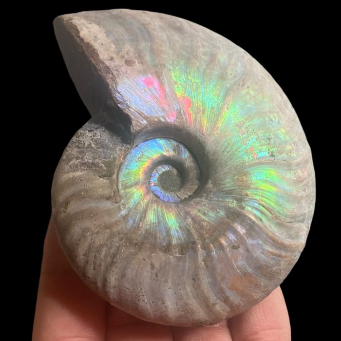 Ammonit - iriserande prov - Fossiliserat skal - Aioloceras (Cleoniceras) sp. - 120 mm - 120 mm