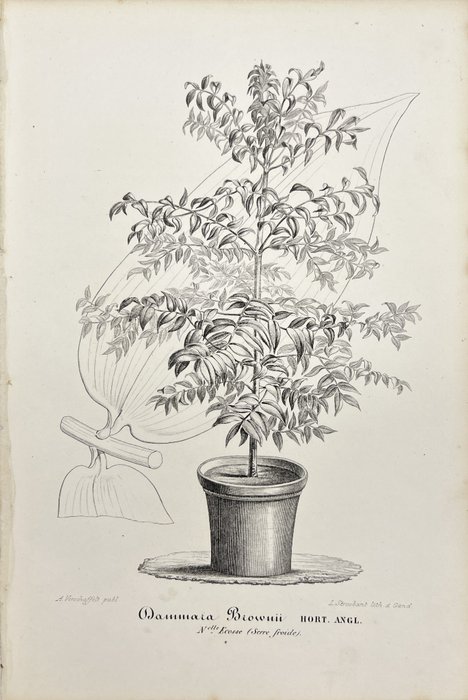 Charles Antoine Lemaire (1800-1871) - Botanische - Catawiki