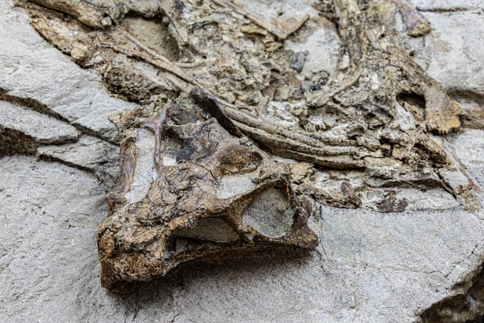 Dinozaur - Animale fosilizate - Psittacosaurus - 45 cm - 54 cm