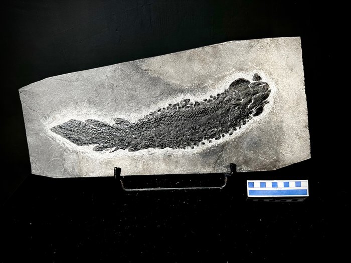 Animale fossilizzato - Gyroptychius agassizi - 48 cm - 22 cm