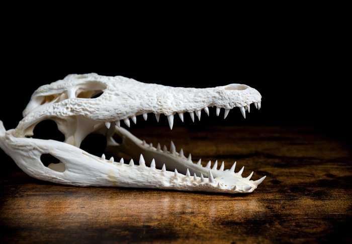 Crocodile du Nil Crâne - Crocidylus niloticus - 80 mm - 300 mm - 135 mm- CITES Annexe II - Annexe B dans l'UE