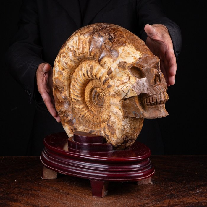 „Die ewige Alchemie“ - Schädel auf fossilem Ammoniten geschnitzt - Kranaosphinctes - 43×42×15 cm