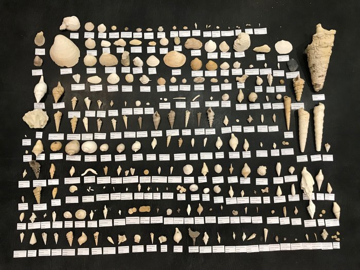 Lot bestehend aus einer umfangreichen Sammlung eozäner Fossilien aus dem Pariser Becken (222 Arten) - Versteinerte Muschel