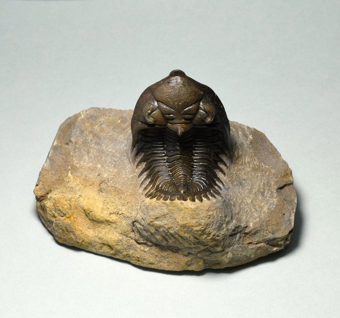 Trilobite - Animale fossilizzato - Metacanthina issoumourensis