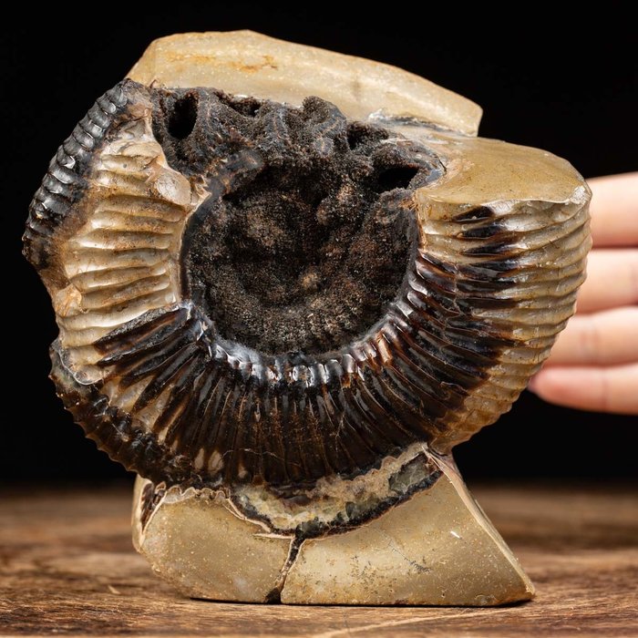 Ammonite - In Nodulo Di Septaria - Perisphinctes - 15×14×10 cm
