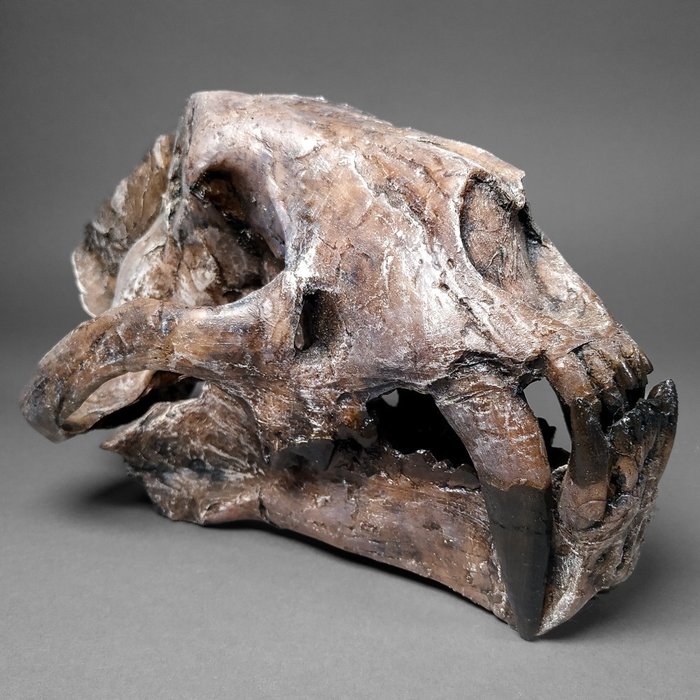 劍齒貓 - 頭骨複製品 頭骨 - Megantereon sp. - 14.5 cm - 13.7 cm - 24 cm