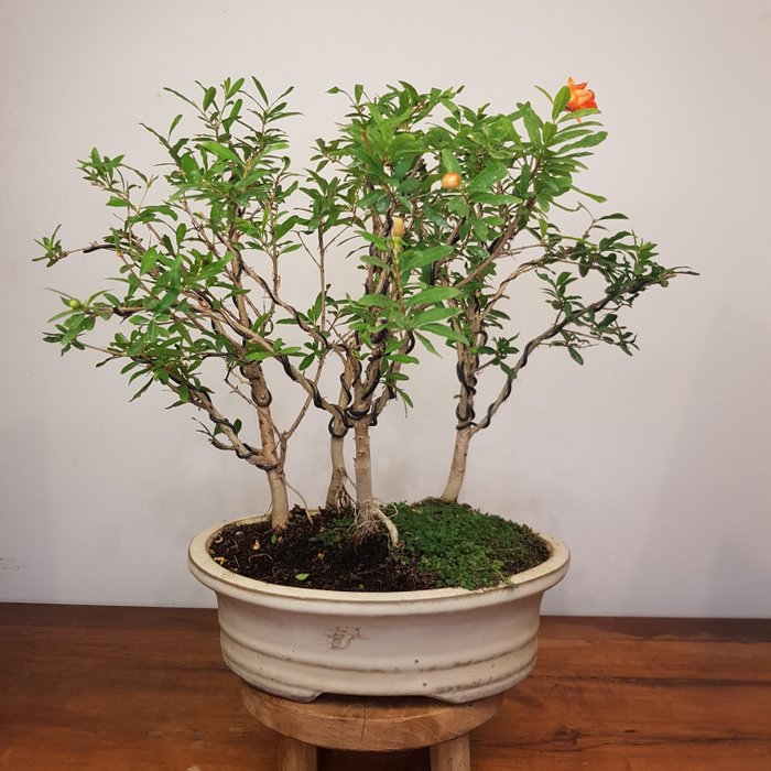Dwarf pomegranate bonsai (Punica granatum) - 28×39 cm - Spain