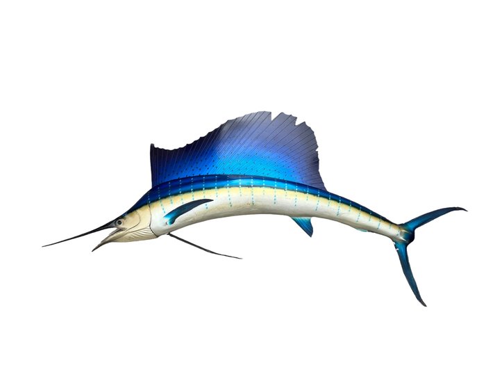 旗魚 - Istiophorus platypterus 標本全身支架 - Istiophorus platypterus - 34 cm - 275 cm - 40 cm - 非《瀕臨絕種野生動植物國際貿易公約》物種 - 1