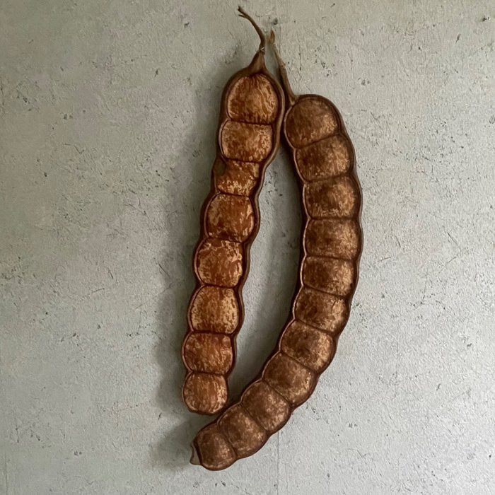 2x 巨型猴梯或海豆莢 - Entada gigas - 75×10×3 cm - 非《瀕臨絕種野生動植物國際貿易公約》物種