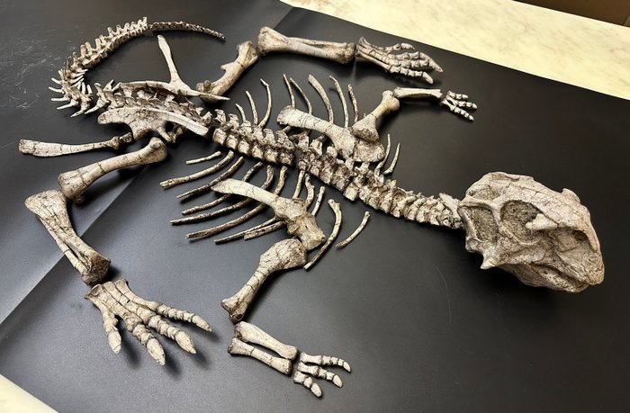 Fossil matrix - Psittacosaurus