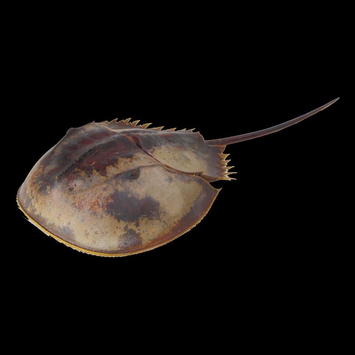 Crab Potcoavă Schelet - Limulidae sp. - 230 mm - 35 mm - 110 mm- Speciile Non-CITES