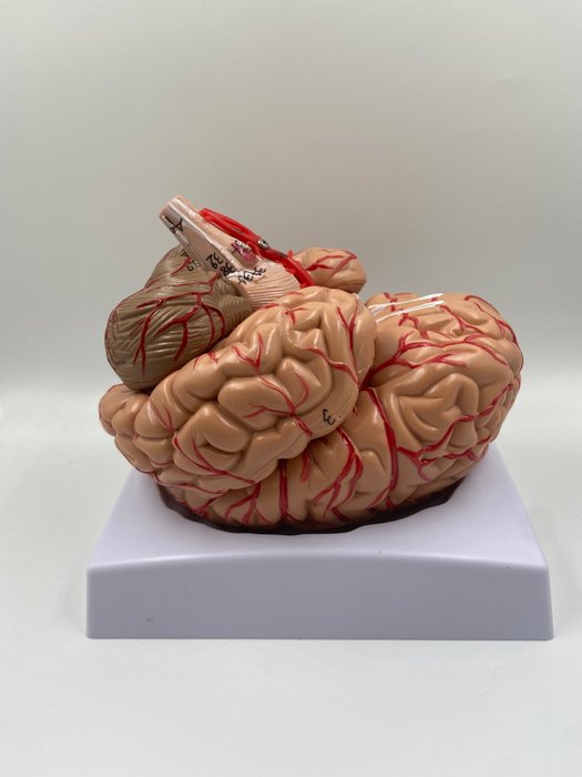 Modelo de ensino/demonstração (1) - Compósito, modelo de cérebro humano - 1990-2000