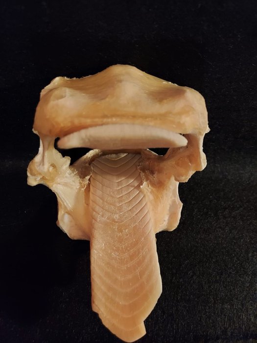 鷹鰩 整體顎部 - Aeotobatus ocellatus - 130 mm - 130 mm - 110 mm- 非《瀕臨絕種野生動植物國際貿易公約》物種