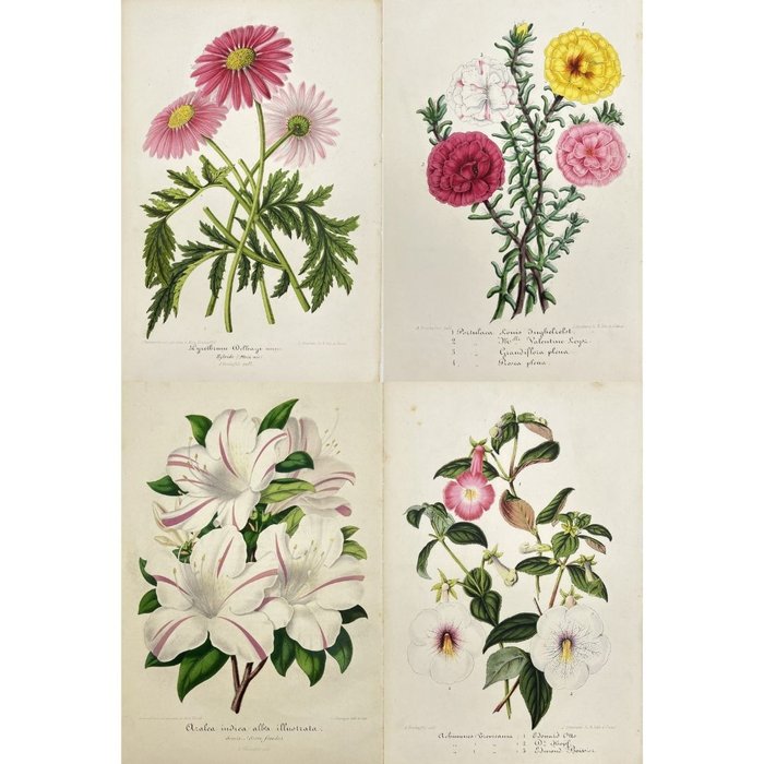 Charles Antoine Lemaire (1800-1871) - Set van 4 Botanische - Catawiki