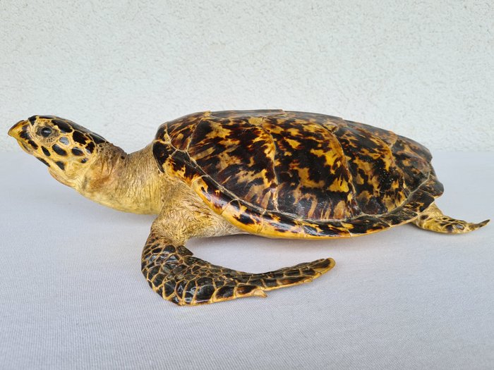 Hawksbill Turtle - full body mount - Eretmochelys imbricata (with full EU Article 10, Commercial Use) - 13×32×48 cm - CITES Appendix I - Annex A in the EU