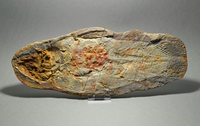 鱼 - 动物化石 - Whiteia uyenoteruyai - 31.3 cm
