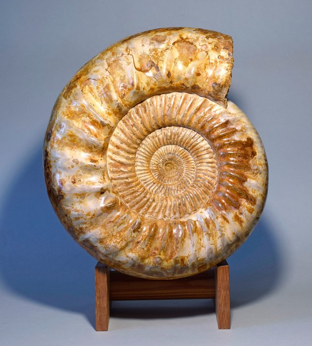 Ammonite - Fossilised animal - Kranaosphinctes sp. - 28.5 cm