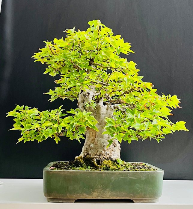 Dreispitz-Ahorn-Bonsai (Acer buergerianum) - Höhe (Baum): 55 cm - Tiefe (Baum): 45 cm - Japan
