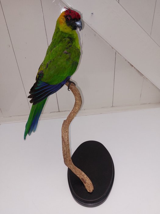 Rogata papuga - - Eunymphicus cornutus - 35×12×30 cm - CITES - załącznik I - A w UE