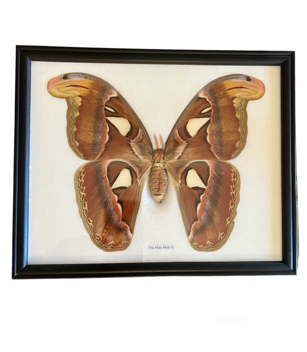 阿特拉斯蛾 標本牆壁支架 - Attacus atlas - 27 cm - 25 cm - 5 cm - 非《瀕臨絕種野生動植物國際貿易公約》物種 - 1