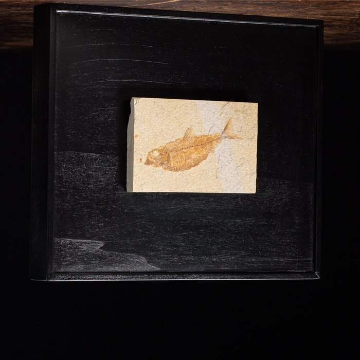 怀俄明州化石鱼 - 295×245×40 mm