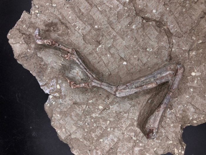 Fossil matrix - Ornithomimosauria - 26 cm - 25 cm