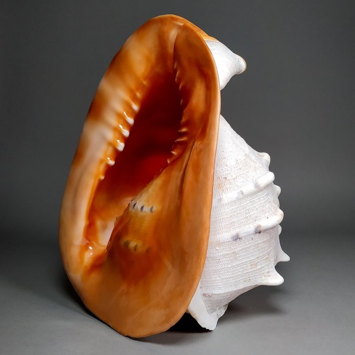 大角頭盔 貝殼 - Cassis cornuta