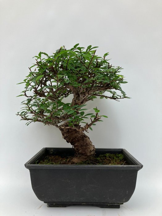 Chinese elm bonsai (Ulmus parviflora) - 17.5×20 cm - Japan