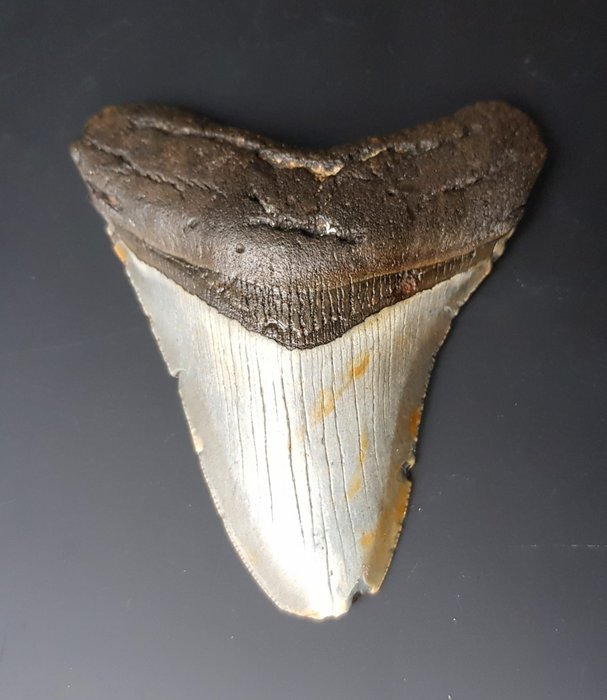 巨牙鯊 - 牙齒化石 - 102 mm - 86 mm