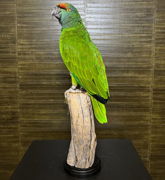 Amazon papegoja - Amazona festiva - 43×11×13 cm - CITES Bilaga II - Bilaga B i EU - 1