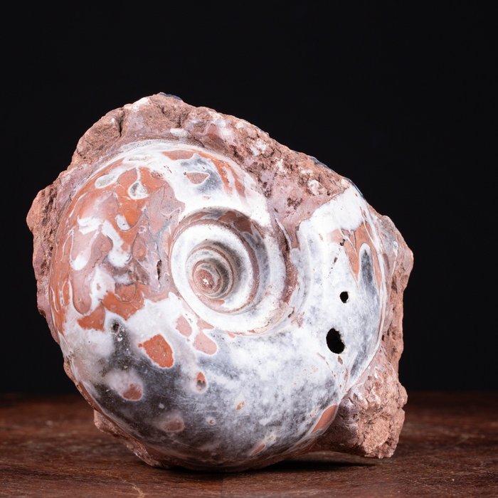 Ammonite - Fosszilizálódott állat - Metalegoceras - 16 cm