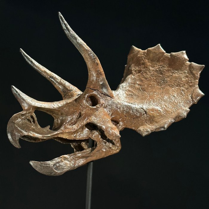 Replika eines Dinosaurierschädels - Museumsqualität - Braun - Harz - Taxidermie-Replikat-Montage - Triceratops - 28 cm - 18 cm - 24 cm