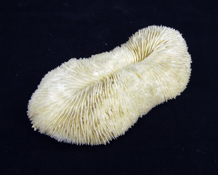 Koralle Skelett - Große Fungia scutaria ┼ Pilzkoralle - Fungiidae ┼ Stony Coral ┼ Breite 20 cm - 4.5 cm - 20 cm - 9 cm- vor- CITES Art (vor 1947) -  (1)