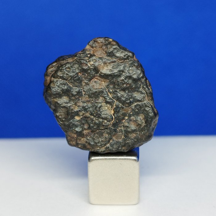 (Solo 115 g nel mondo) Esclusivo Meteorite NWA 15684 CVred3. CONDRULE incredibili. NUOVA classificazione rara!!! - 6.4 g
