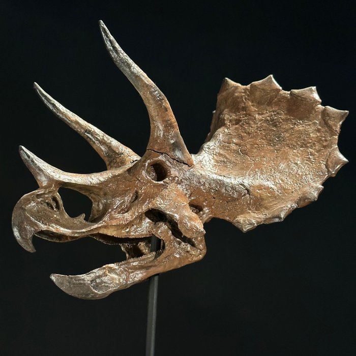 SENZA PREZZO DI RISERVA - Una replica del teschio di dinosauro - Colore marrone - Qualità da museo - Supporto replica tassidermia - Triceratop - 29 cm - 18 cm - 24 cm