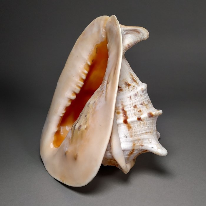 Grande elmo cornuto Conchiglia marina - Cassis cornuta