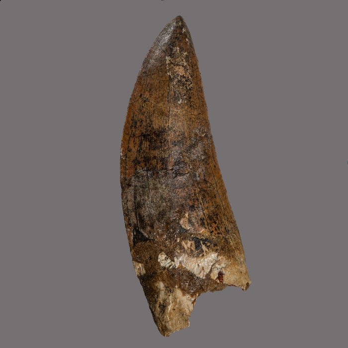来自“非洲霸王龙”的大型恐龙牙齿 - 牙齿化石 - Carcharodontosaurus - 11.75 cm - 4.21 cm